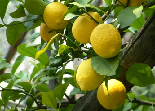 Limoni da agricoltura biologica, 100% naturali dalla Sicilia